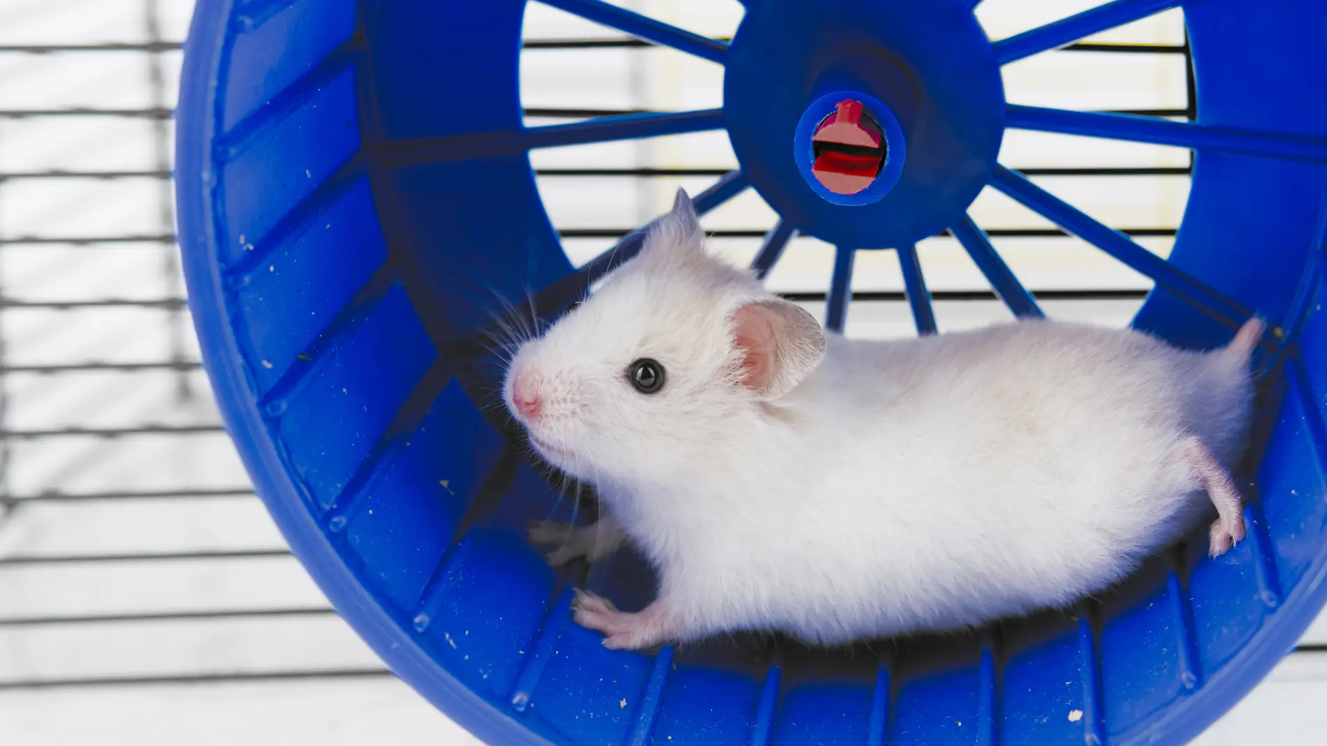 Ratón en una rueda 