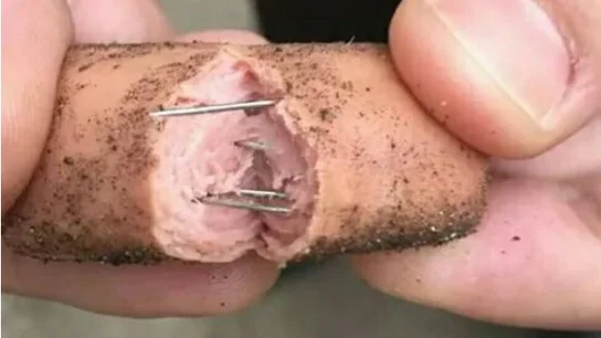 Imagen de archivo de una salchicha con alfileres en su interior. Imagen de archivo de una salchicha con alfileres en su interior.