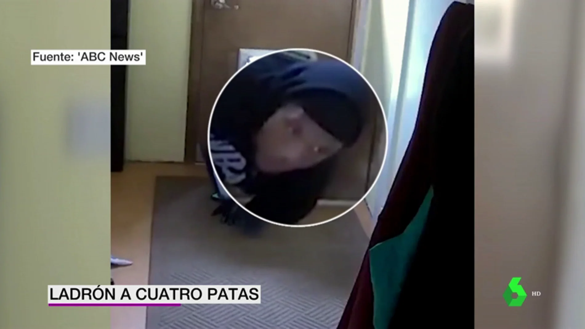 Una cámara de seguridad graba a un ladrón entrando en una casa por la puerta del perro