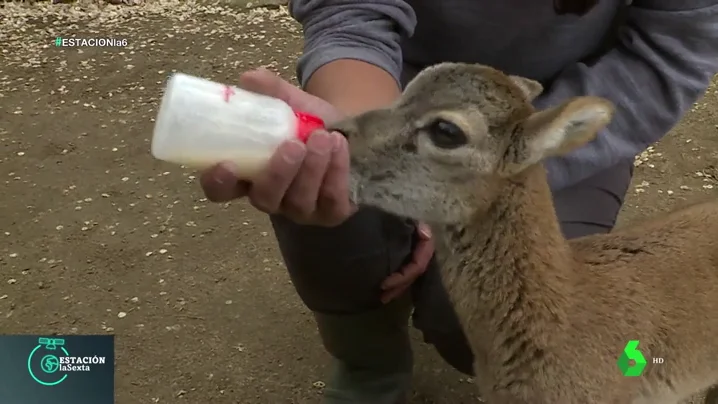 'Cuna Ibérica' o cómo rehabilitar animales salvajes que han sido utilizados y abandonados