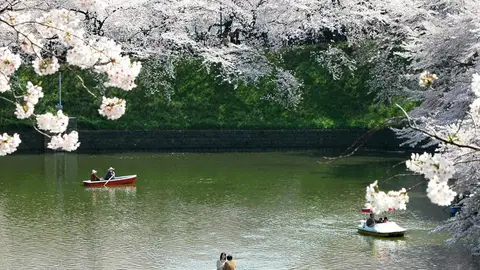 Parque Hirosaki Parque Hirosaki