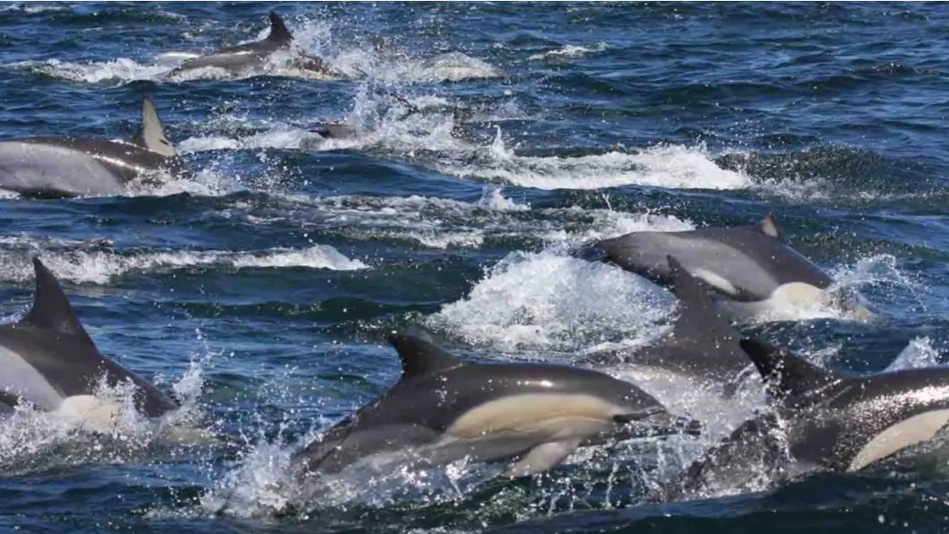 Los niveles de contaminantes en los delfines del Indico superan a los del Mar de Alboran