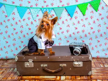 Viajar con mascotas Viajar con mascotas