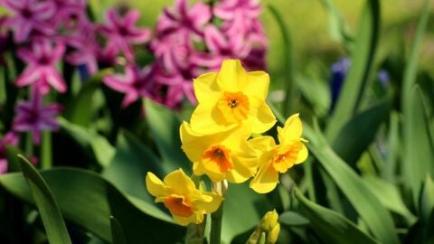 Jardín de los narcisos