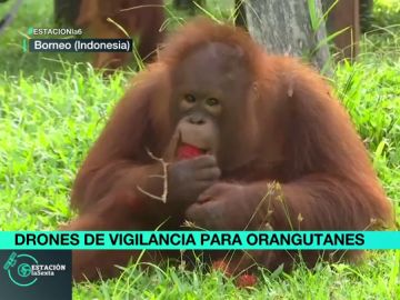 Orangutanes en Indonesia Orangutanes en Indonesia