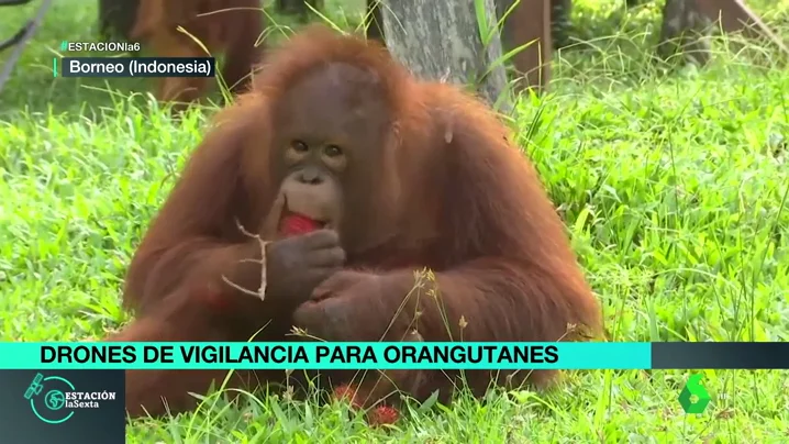 Orangutanes en Indonesia