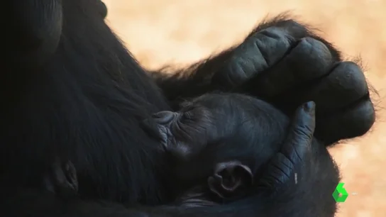 Cría de gorila en el Bioparc de Valencia Cría de gorila en el Bioparc de Valencia
