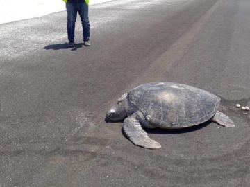 Una tortuga anida en una pista de aterrizaje construida al lado de una playa en las Maldivas Una tortuga anida en una pista de aterrizaje construida al lado de una playa en las Maldivas