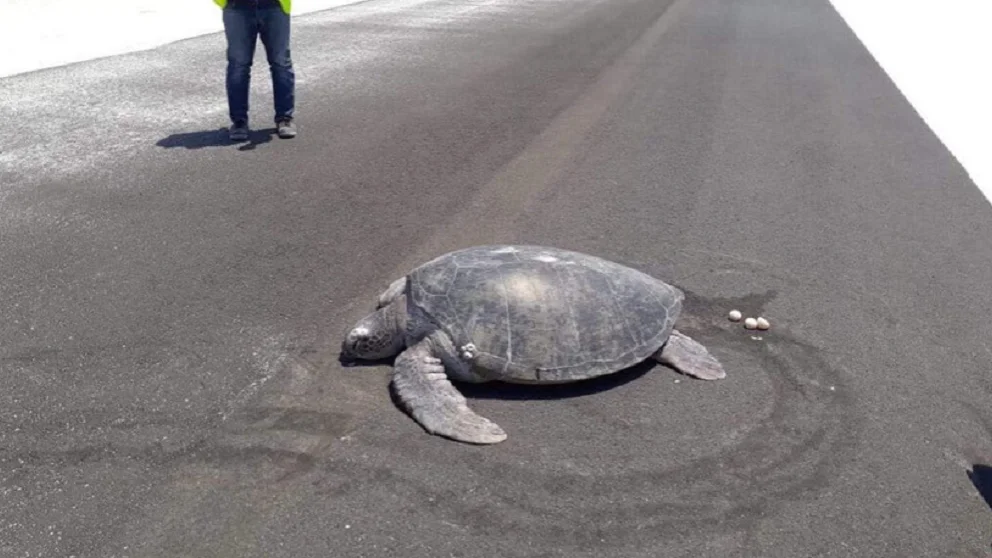 Una tortuga anida en una pista de aterrizaje construida al lado de una playa en las Maldivas