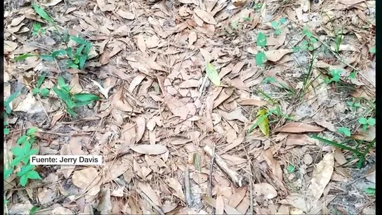 ¿Eres capaz de identificar a estos animales camuflados para atrapar a sus víctimas o escapar de sus depredadores? ¿Eres capaz de identificar a estos animales camuflados para atrapar a sus víctimas o escapar de sus depredadores?