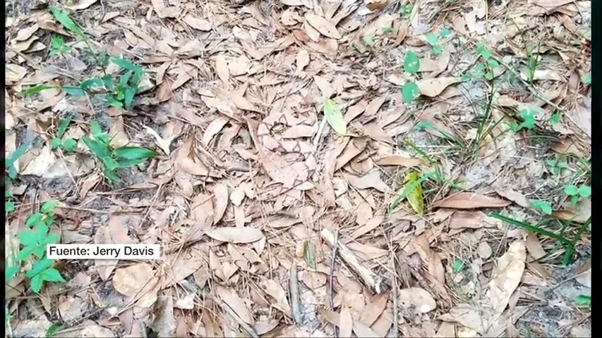 ¿Eres capaz de identificar a estos animales camuflados para atrapar a sus víctimas o escapar de sus depredadores?