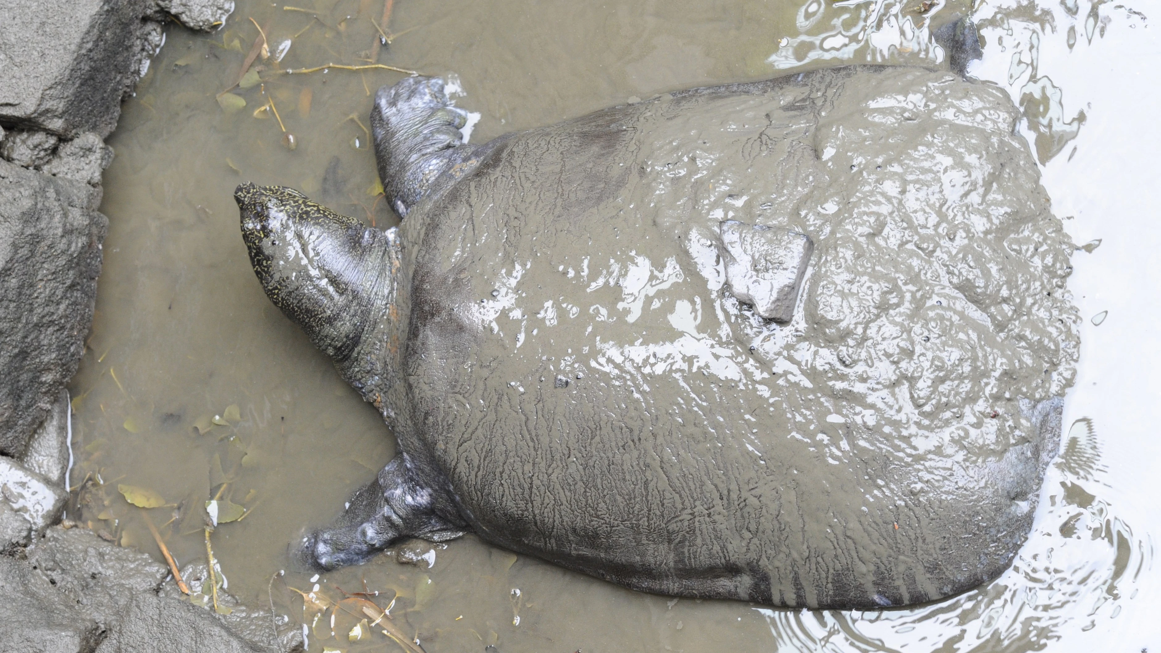 Fotografía de una tortuga del Yangtsé en el barro en su recinto en el zoo de Suzhou en China