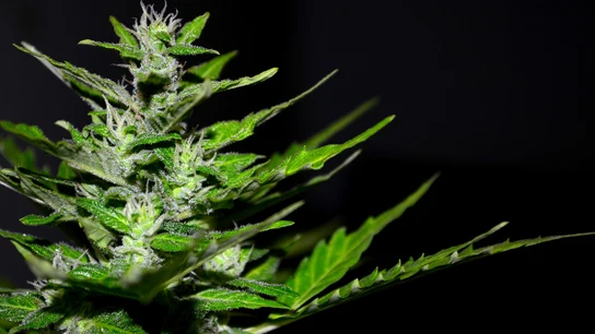 Cannabis Cannabis