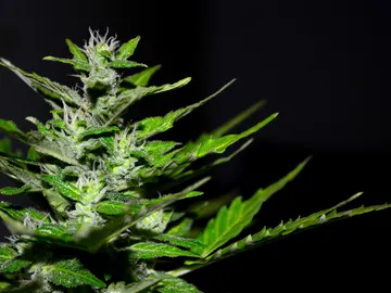 Cannabis Cannabis