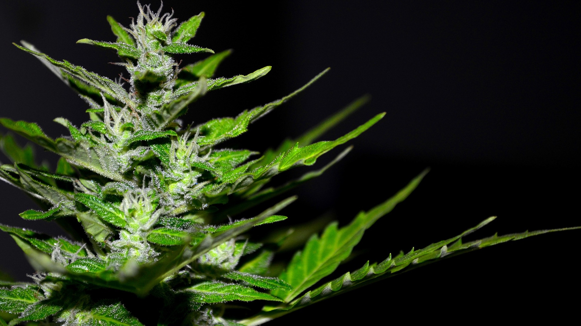 Cannabis