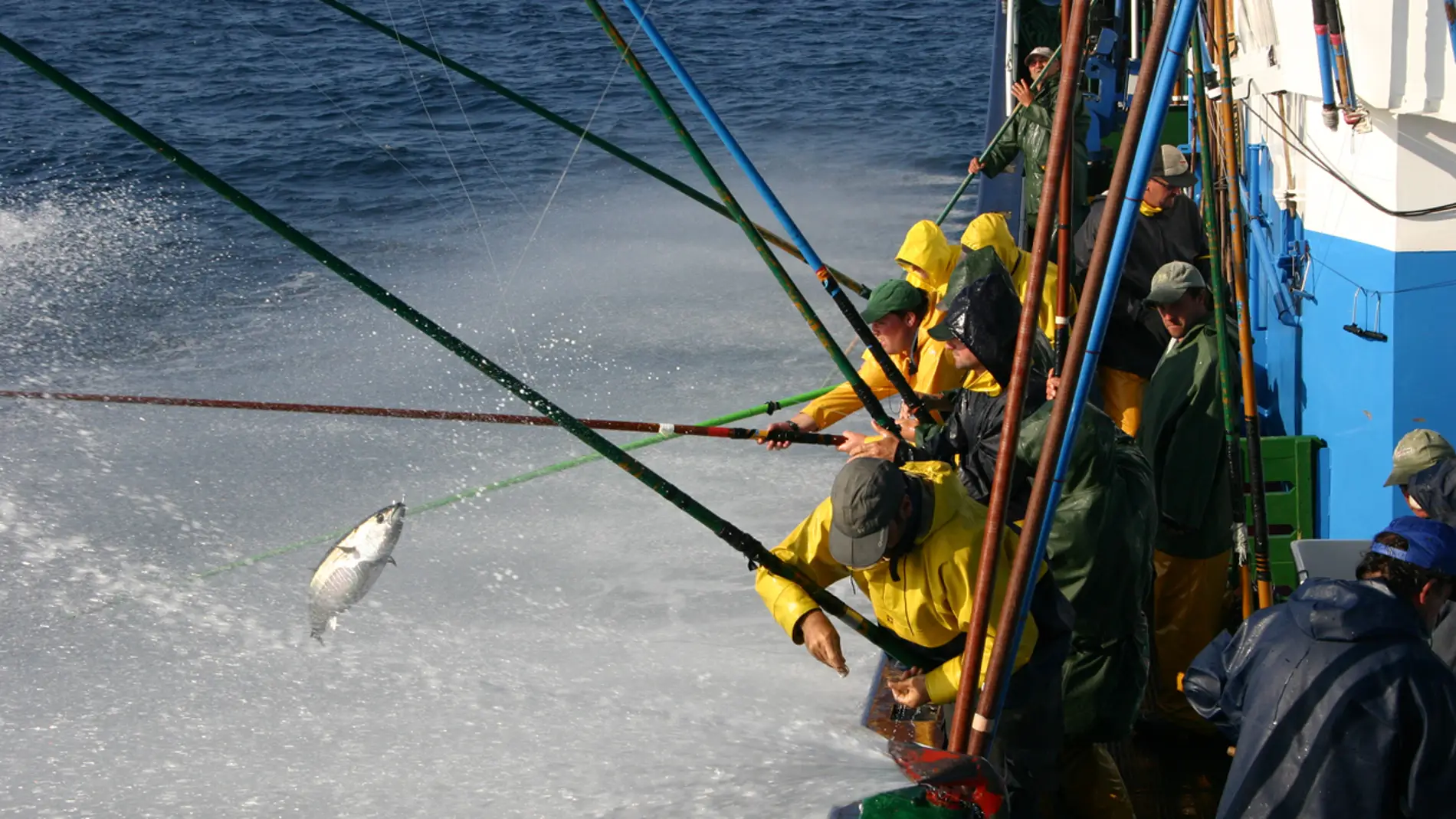 El cambio climatico redistribuira los atunes