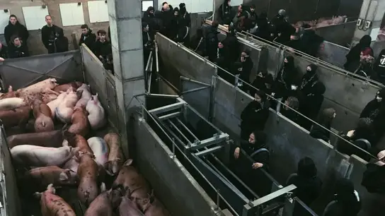 Imagen de los activistas en el matadero. Imagen de los activistas en el matadero.