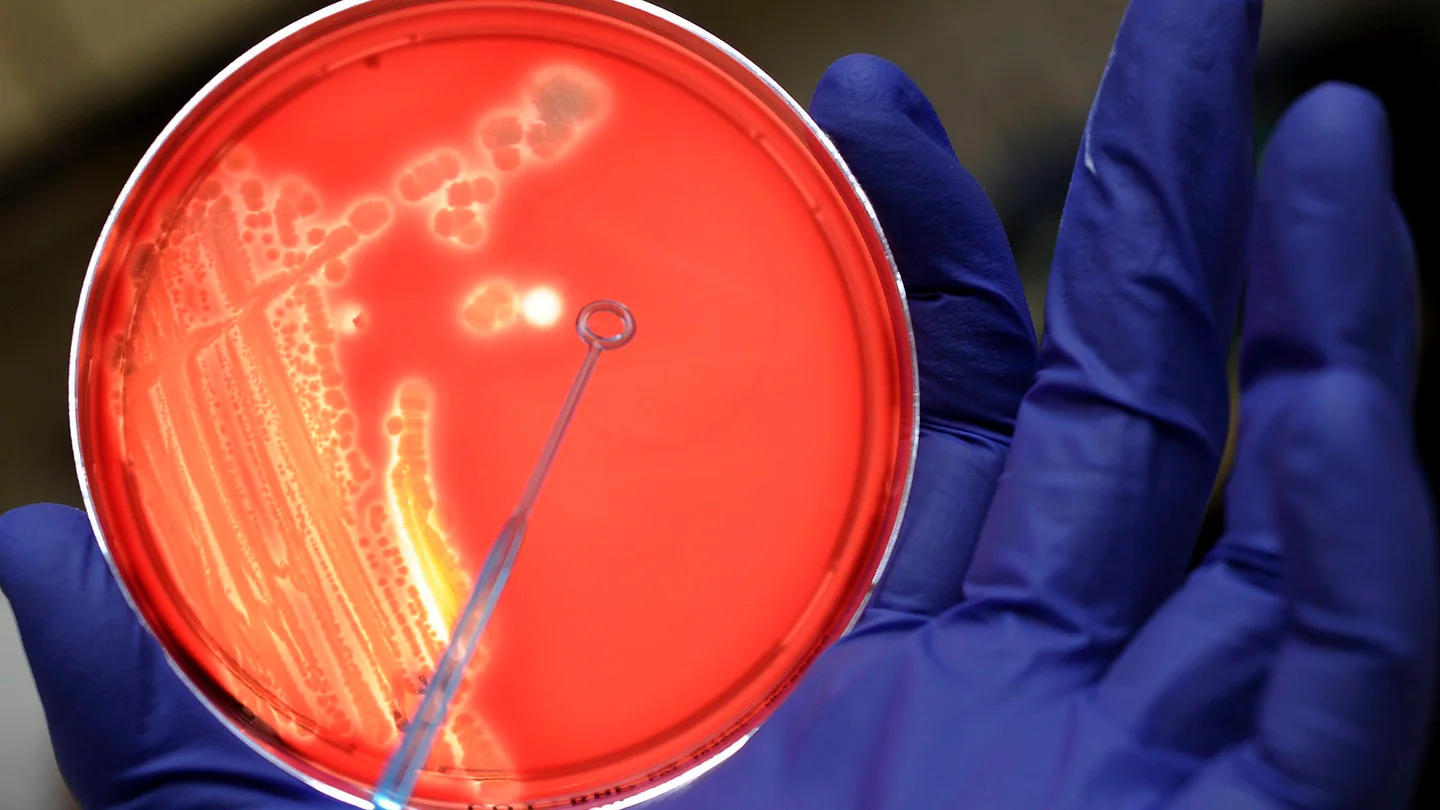 Diseñan una 'bomba genética programable' capaz de matar solo bacterias malas Diseñan una 'bomba genética programable' capaz de matar solo bacterias malas