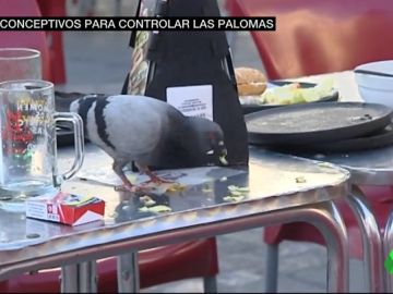 Cádiz recurrirá a anticonceptivos para controlar la invasión de palomas Cádiz recurrirá a anticonceptivos para controlar la invasión de palomas