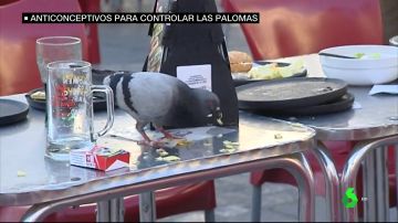 Cádiz recurrirá a anticonceptivos para controlar la invasión de palomas
