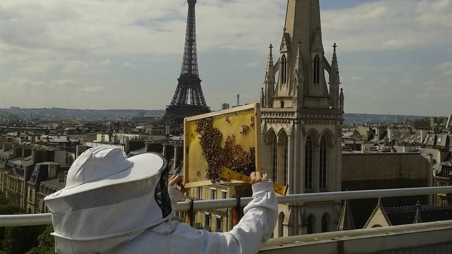 Foto de archivo de un apicultor con las abejas de Notre-Dame. Foto de archivo de un apicultor con las abejas de Notre-Dame