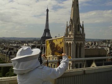 Foto de archivo de un apicultor con las abejas de Notre-Dame. Foto de archivo de un apicultor con las abejas de Notre-Dame.