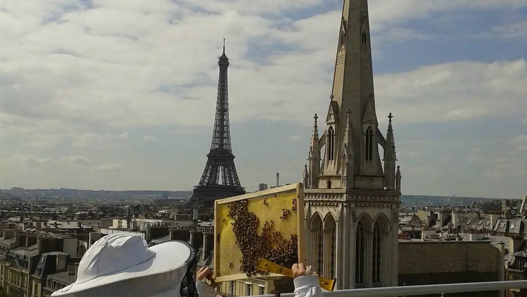 Foto de archivo de un apicultor con las abejas de Notre-Dame