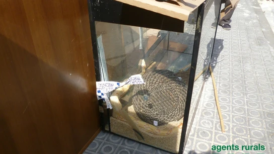Boa constrictor rescatada en Sant Celoni Boa constrictor rescatada en Sant Celoni