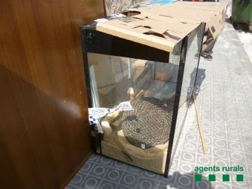 Boa constrictor rescatada en Sant Celoni Boa constrictor rescatada en Sant Celoni