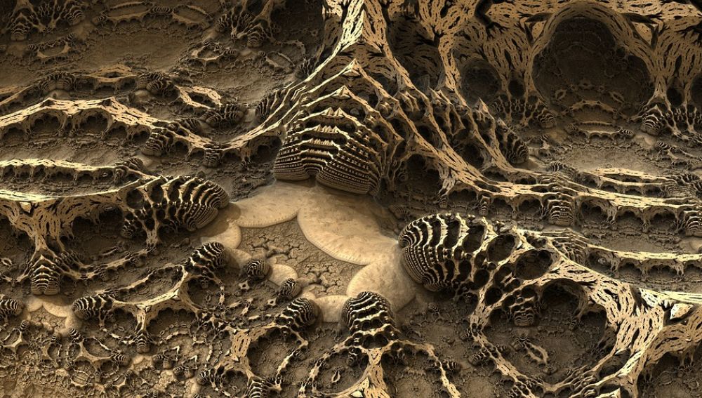 Imagen de archivo de unos fósiles