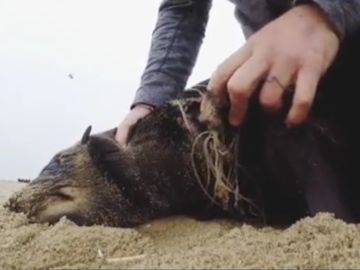 Retira un sedal a un foca en Namibia Retira un sedal a un foca en Namibia