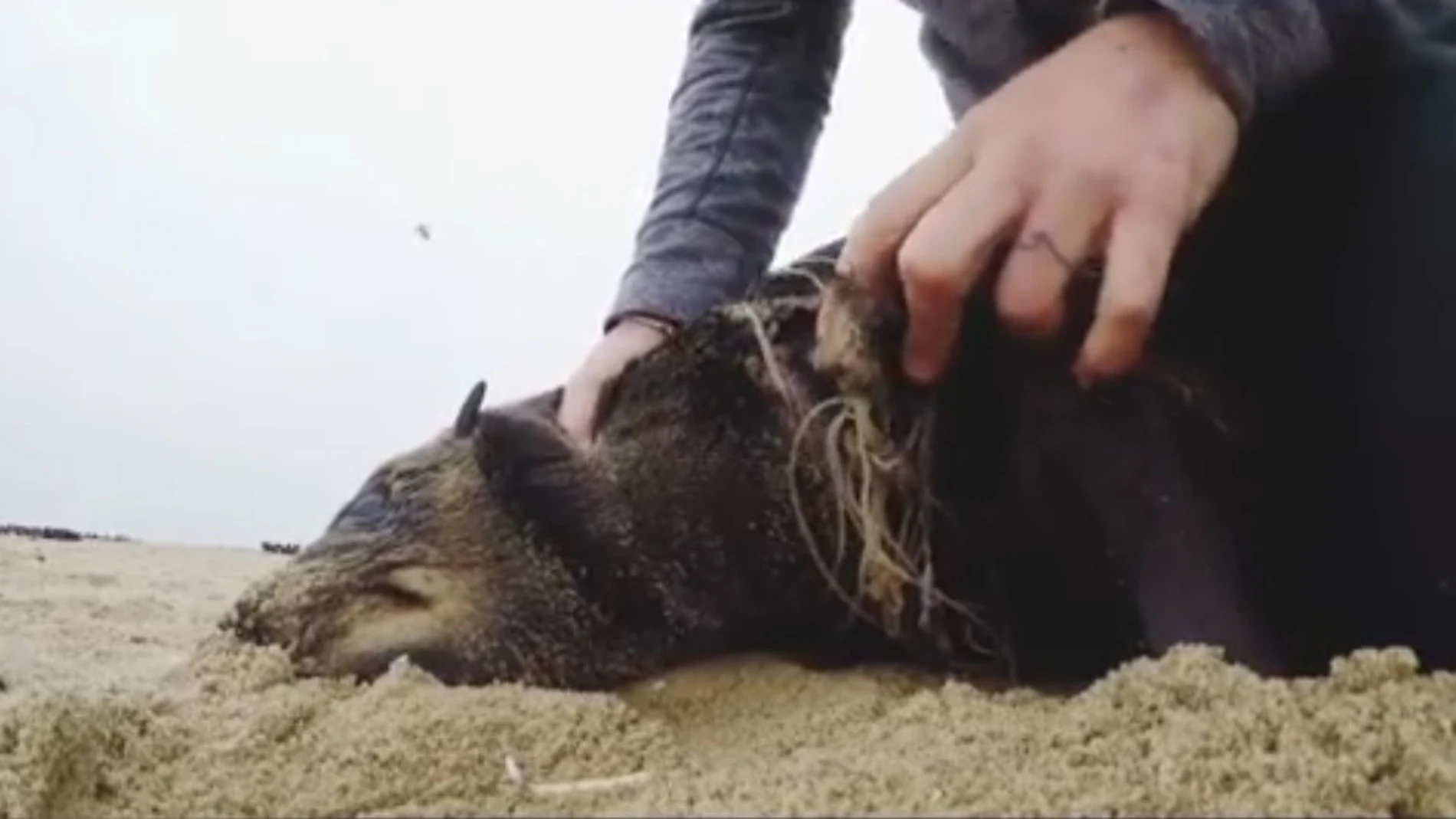 Retira un sedal a un foca en Namibia