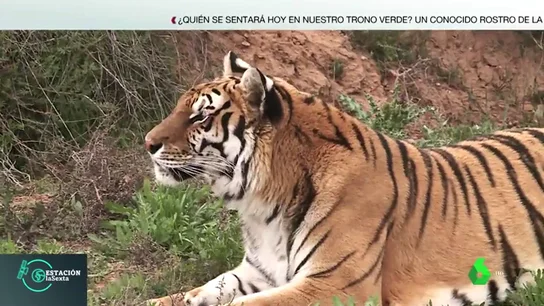 TIGRE TIGRE