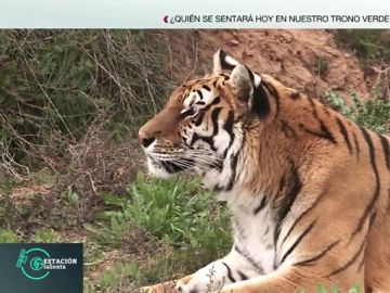 TIGRE TIGRE
