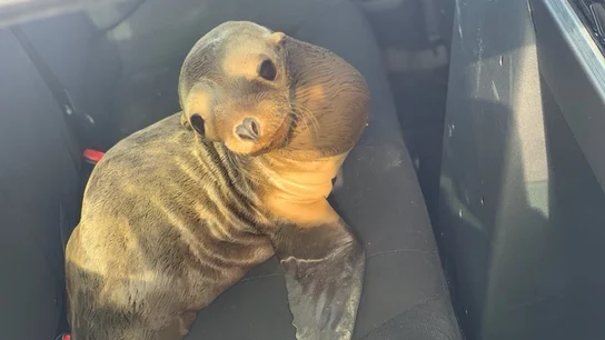 El león marino rescatado El león marino rescatado