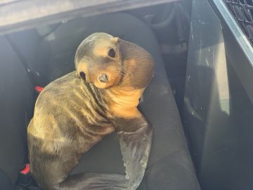 El león marino rescatado El león marino rescatado