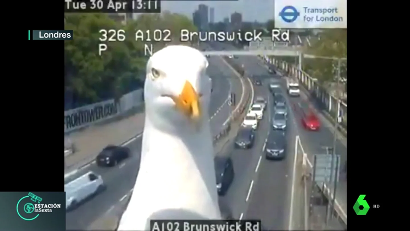 'Grame' y 'Steve', las gaviotas que ayudan a controlar el tráfico londinense en las horas 'pico' 'Grame' y 'Steve', las gaviotas que ayudan a controlar el tráfico londinense en las horas 'pico'