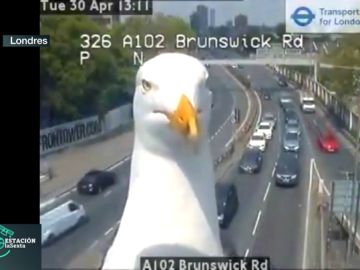 'Grame' y 'Steve', las gaviotas que ayudan a controlar el tráfico londinense en las horas 'pico' 'Grame' y 'Steve', las gaviotas que ayudan a controlar el tráfico londinense en las horas 'pico'