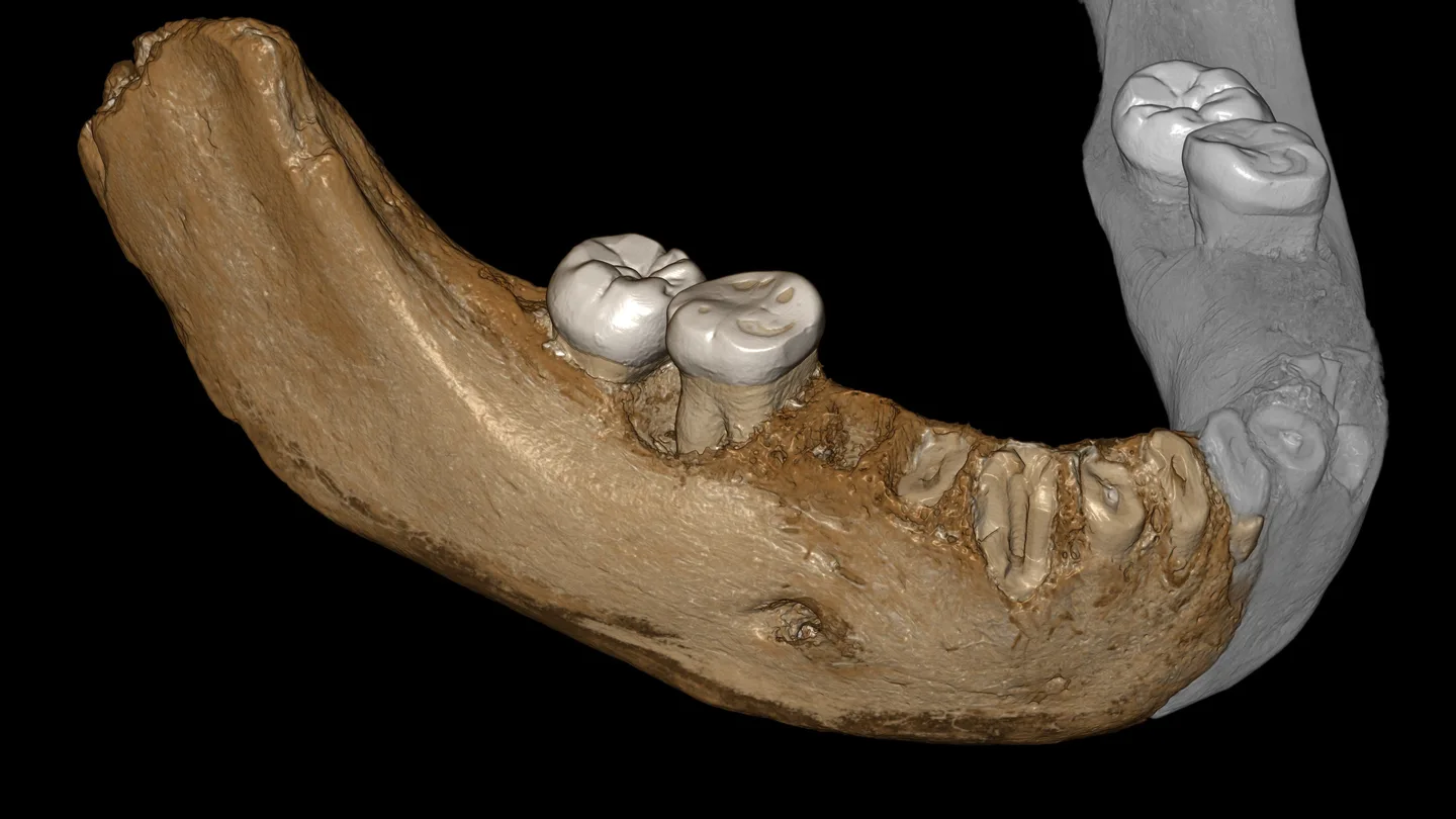 La mandíbula inferior fosilizada que ha permitido el descubrimiento La mandíbula inferior que ha permitido el descubrimiento
