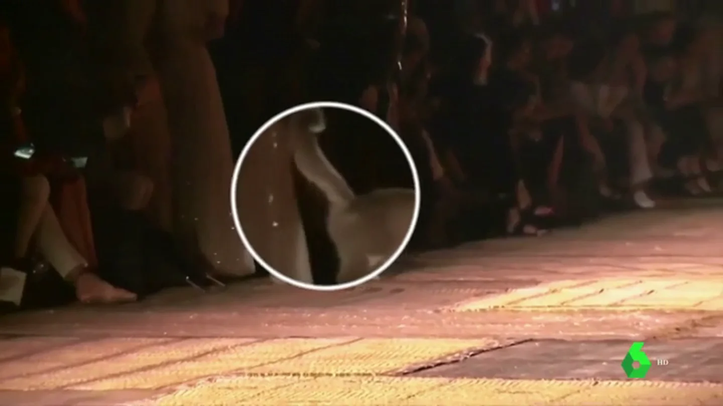 Un gato se cuela en un desfile de Christian Dior y marca con su orina a una asistente Un gato se cuela en un desfile de Christian Dior y marca con su orina a una asistente