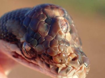 Hallan una serpiente con tres ojos en una carretera al norte de Australia Hallan una serpiente con tres ojos en una carretera al norte de Australia