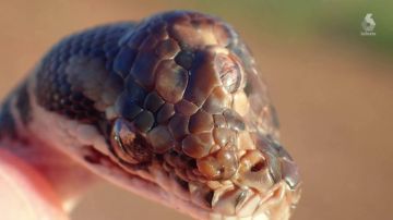 Hallan una serpiente con tres ojos en una carretera al norte de Australia
