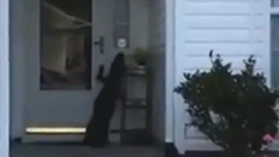 Las sorprendentes imágenes de un cocodrilo que intenta llamar al timbre de una casa en Carolina del Sur Las sorprendentes imágenes de un cocodrilo que intenta llamar al timbre de una casa en Carolina del Sur