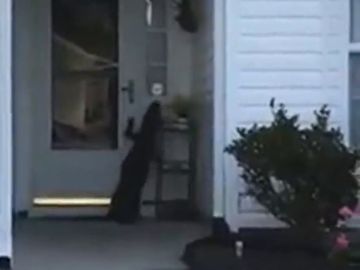 Las sorprendentes imágenes de un cocodrilo que intenta llamar al timbre de una casa en Carolina del Sur Las sorprendentes imágenes de un cocodrilo que intenta llamar al timbre de una casa en Carolina del Sur