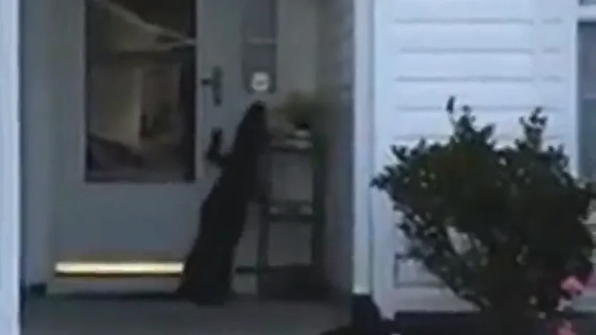 Las sorprendentes imágenes de un cocodrilo que intenta llamar al timbre de una casa en Carolina del Sur