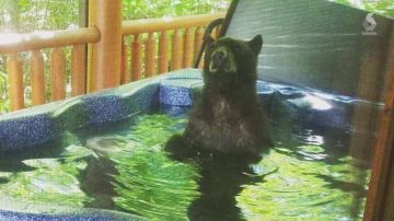 Tres osos se bañan en el jacuzzi de la casa de vacaciones de una pareja en Estados Unidos