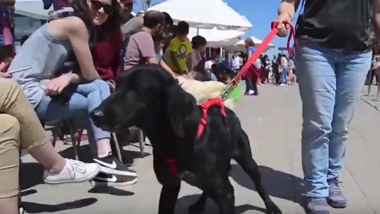 Un perro abandonado desfilando en el Bioparc de Valencia. Un perro abandonado desfilando en el Bioparc