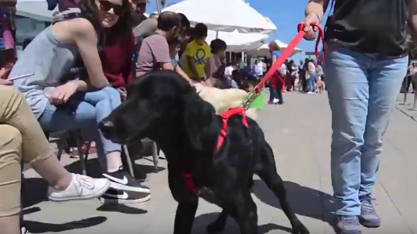 Un perro abandonado desfilando en el Bioparc de Valencia. Un perro abandonado desfilando en el Bioparc