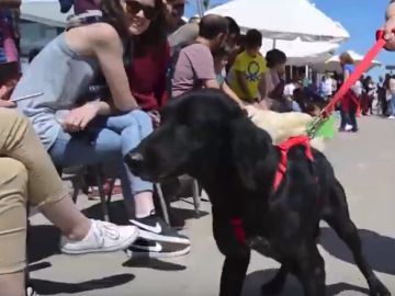 Un perro abandonado desfilando en el Bioparc de Valencia. Un perro abandonado desfilando en el Bioparc de Valencia.