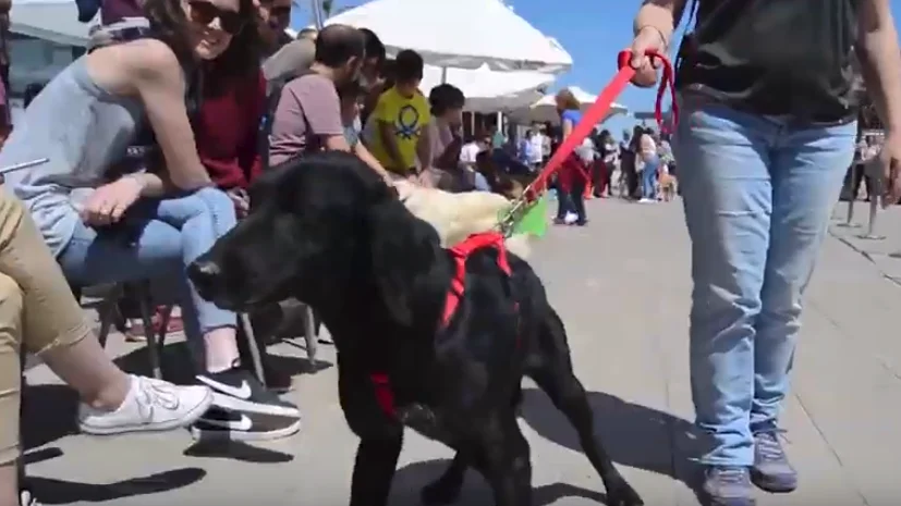 Un perro abandonado desfilando en el Bioparc